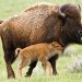 Bisontes americanos regresan a México tras un siglo de ausencia