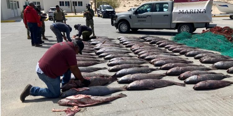 Semar Asegura 100 Ejemplares de Pez Totoaba, Especie en Peligro de Extinción, en BCS