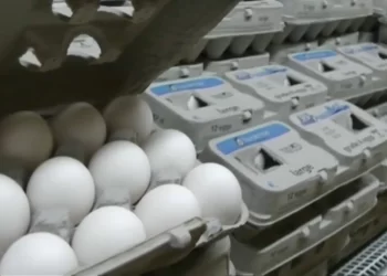 Aumento en el precio del huevo dispara contrabando en la frontera de Arizona con México