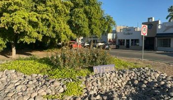 Utiliza mariposa monarca a Hermosillo como escala durante proceso de migración