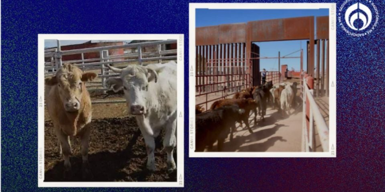 Reanudan al cien por ciento exportación de ganado sonorense