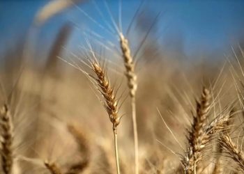 Anuncia Trump aranceles a productos agrícolas desde abril