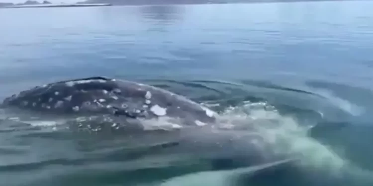 Avistamiento de Ballena Gris en Playas de San Carlos
