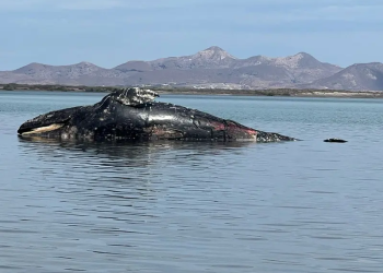 Van 40 ballenas grises muertas en México y contando…