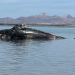 Van 40 ballenas grises muertas en México y contando…