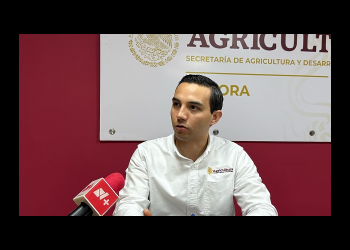 Exámenes realizados a ganado en Nogales salen negativos a la fiebre aftosa