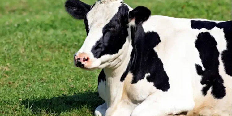 Trasiego ilegal de ganado deja pérdidas por 5,000 mdp: productores