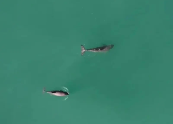 Monitoreo satelital de embarcaciones y ajustes en polígonos de pesca para proteger a vaquita marina