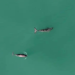 Monitoreo satelital de embarcaciones y ajustes en polígonos de pesca para proteger a vaquita marina