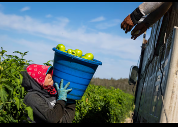 Los inmigrantes pagan el 19,2% de los impuestos en Estados Unidos, más de 650.000 millones de dólares