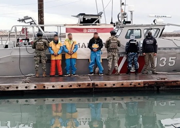 Capturan a cinco totoaberos en hábitat de la vaquita marina