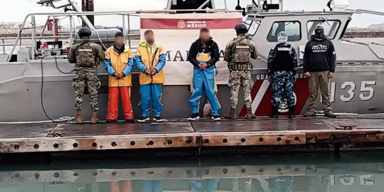 Capturan a cinco totoaberos en hábitat de la vaquita marina