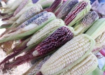 Avanza en Senado minuta para prohibir cultivo de maíz transgénico