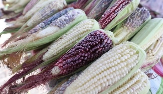 Avanza en Senado minuta para prohibir cultivo de maíz transgénico