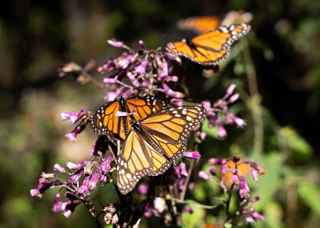 Se duplica presencia de la mariposa monarca en bosques mexicanos
