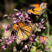 Se duplica presencia de la mariposa monarca en bosques mexicanos