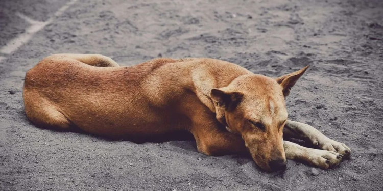 Investigan Envenenamiento de Diez Perros y Gatos en Hermosillo