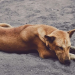 Investigan Envenenamiento de Diez Perros y Gatos en Hermosillo