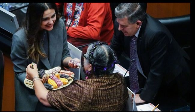 Senado aprueba reforma constitucional para prohibir maíz transgénico