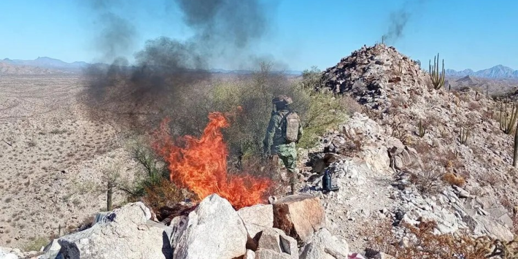 Destruyen campamentos de ‘halcones’ de criminales entre Sonora y Arizona