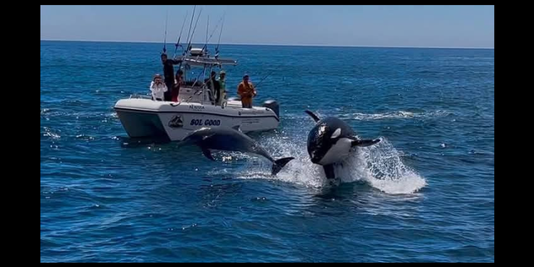 Graban avistamiento de ballena Orca junto a delfines en Guaymas