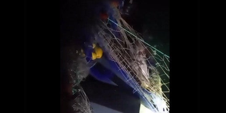 Encuentran otras 25 totoabas enredadas en el hábitat de la vaquita marina