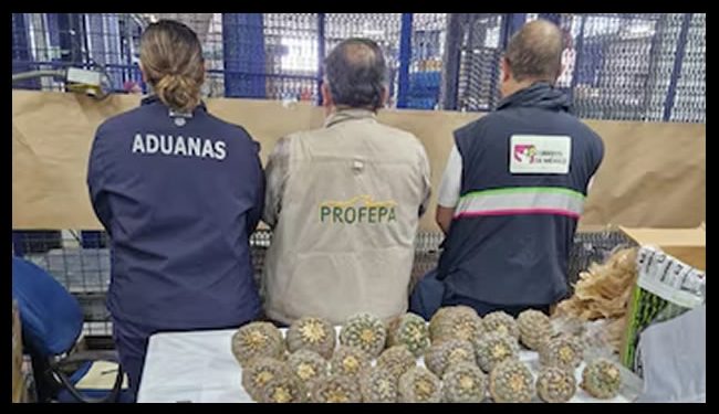 ¿Qué es el “Peyotillo”?, la biznaga mexicana que intentaron traficar a Tailandia