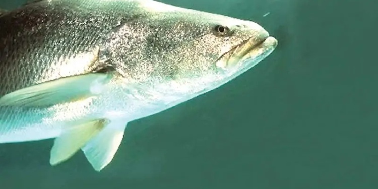 Criminales se disputan tráfico de especies marinas en el Alto Golfo de California