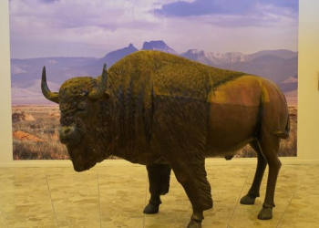 EL FOTÓGRAFO CUAUHTÉMOC PIÑA OFRECERÁ UNA VISITA Y UNA CHARLA SOBRE SU EXPOSICIÓN ZONA DE BISONTES