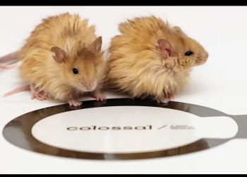 ¡La desextinción está más cerca! Crean un ratón con pelo de mamut