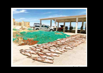 Hallan 72 peces Totoaba muertos