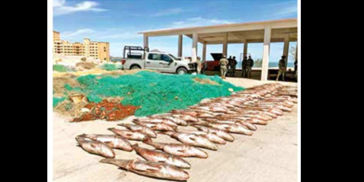 Hallan 72 peces Totoaba muertos