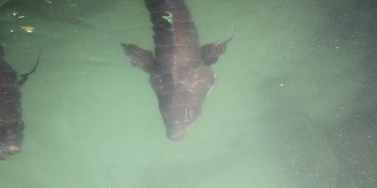 Nuevo laboratorio en Ciencias Marinas podría contribuir a olvidar riesgo de extinción de la totoaba