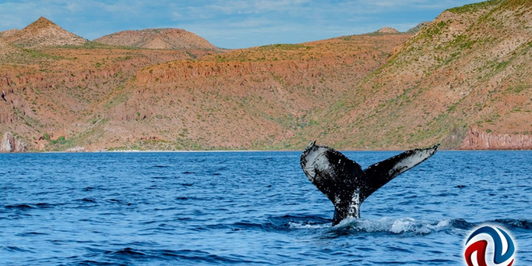 Grupos ambientalistas rechazan proyectos de gasoductos en el Golfo de California