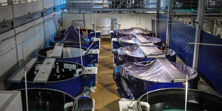 Busca UABC la sustentabilidad de la totoaba en el Golfo de California