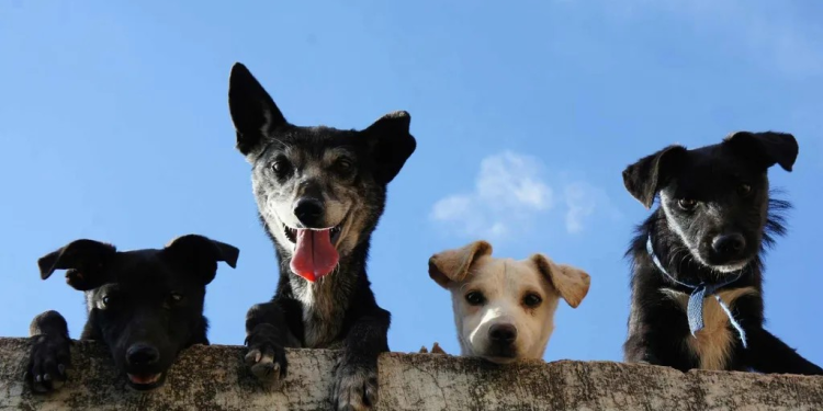 Jornadas de Esterilización Gratuitas en Hermosillo los Días 7 y 10 de Abril 2025 ¿Dónde y Hora?