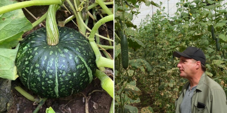 Sonora espera una abundante oferta de hortalizas esta primavera