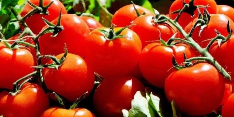 Arancel al jitomate sacude a agricultores de Sonora