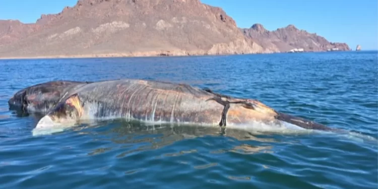 Playas de Sonora con Buena Derrama Económica Durante Semana Santa