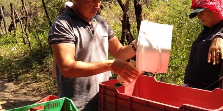 Siembra comercial de chiltepín bajo riego