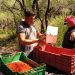 Siembra comercial de chiltepín bajo riego
