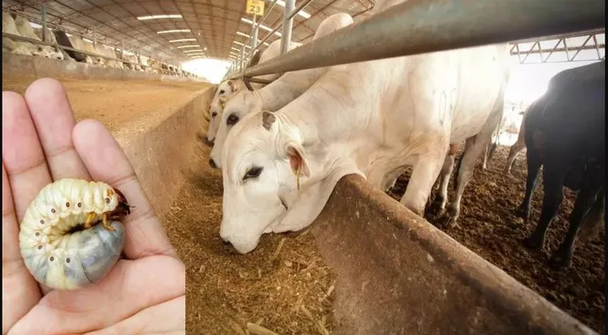 Presumen en Sonora sanidad impecable en ganado