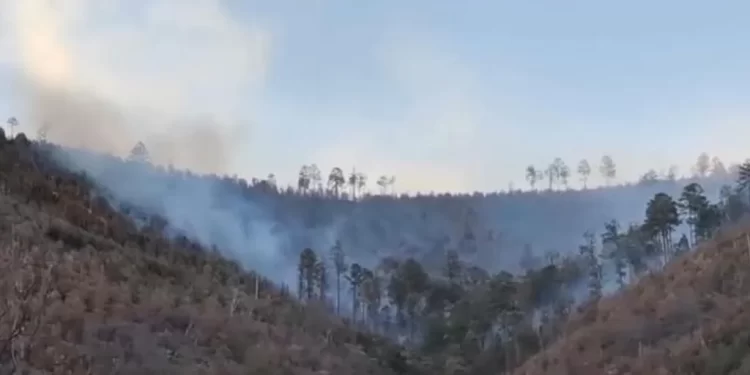 Incendio Forestal Ha Consumido 320 Hectáreas en Municipio de Nácori Chico