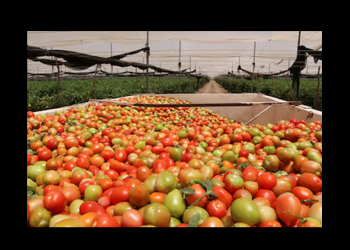 Y ahora… EEUU anuncia nuevo arancel del 20.91% al tomate de México