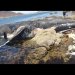 Localizan muerta una ballena Jorobada en la playa de “Miramar” en Guaymas