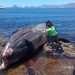 Investigan muerte de ballenas en costas del sur de Sonora