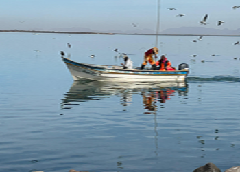 Llama Gobierno de Sonora a cuidar el camarón ante inicio de veda