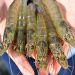 Sonora alcanza producción récord de camarón de cultivo