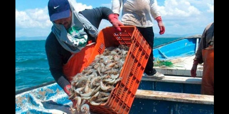 Sonora: Inicia veda de camarón este domingo 6 de abril