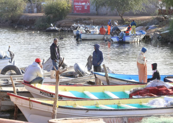 Posiciona Durazo a Sonora como líder nacional en producción de camarón